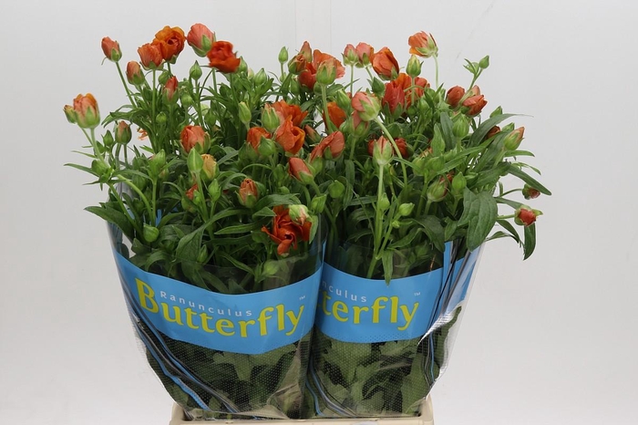 <h4>Ranunculus Butterfly Minoan</h4>
