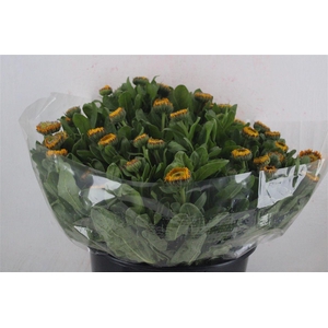 Calendula Yellow Extra P Stem
