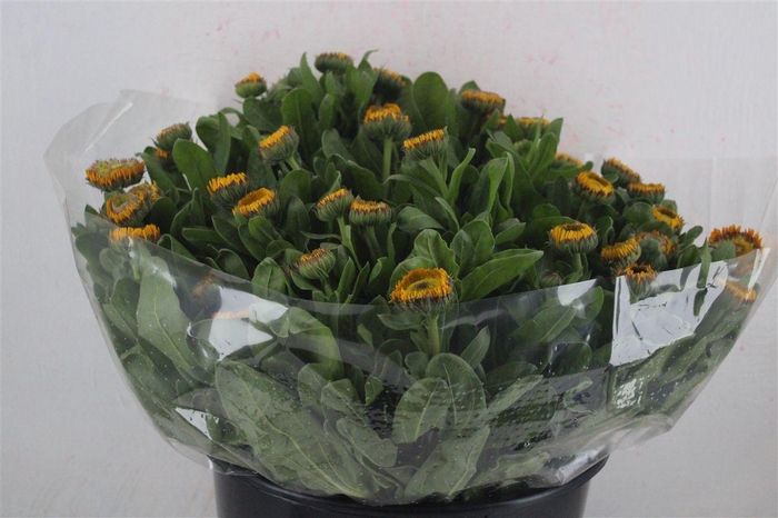 <h4>Calendula Yellow Extra P Stem</h4>