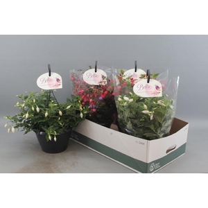 FUCHSIA B F HANG GEM