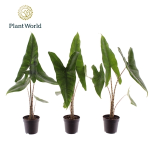 Alocasia zebrina