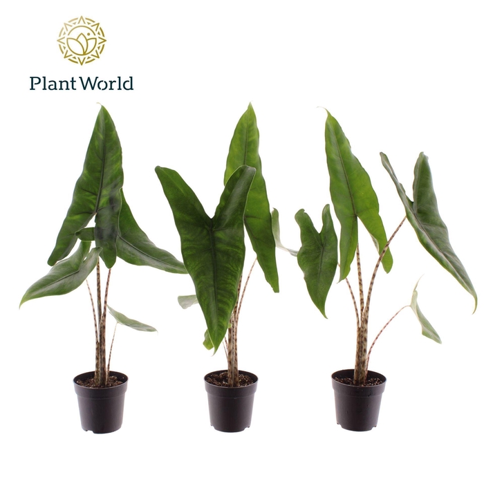 <h4>Alocasia zebrina</h4>