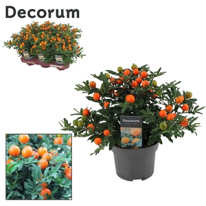 Solanum Pseudocapsicum P13 Decorum