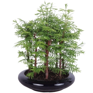 Outdoor Bonsai Metasequoia forest in 23cm ceramic