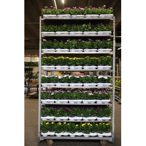 arr8 Osteo Mixk 1 Klr Per Tray
