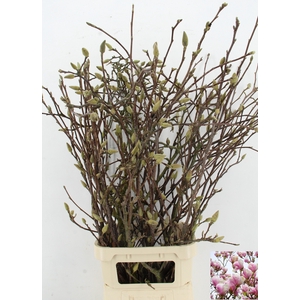 MAGNOLIA GRANDIFLORA X12