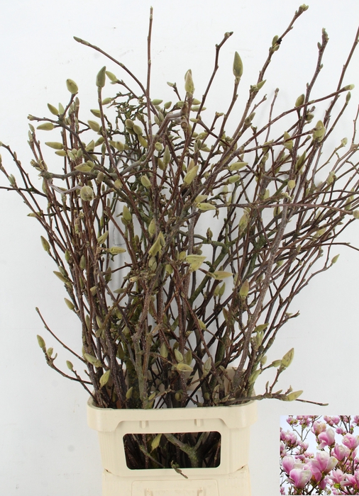 <h4>MAGNOLIA GRANDIFLORA X12</h4>
