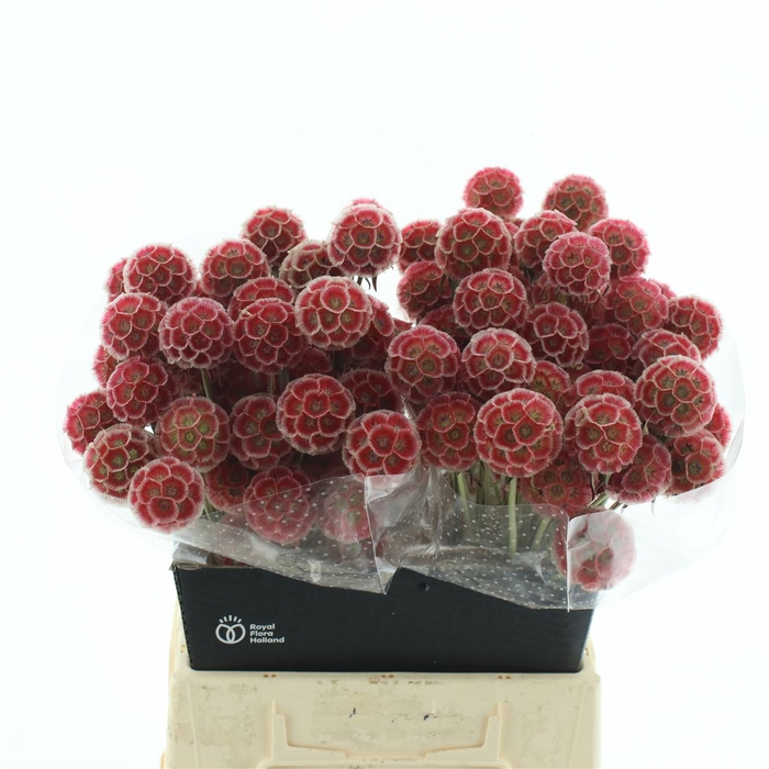 Scabiosa Stellata Red Extra
