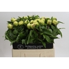 Paeonia Sunny Girl