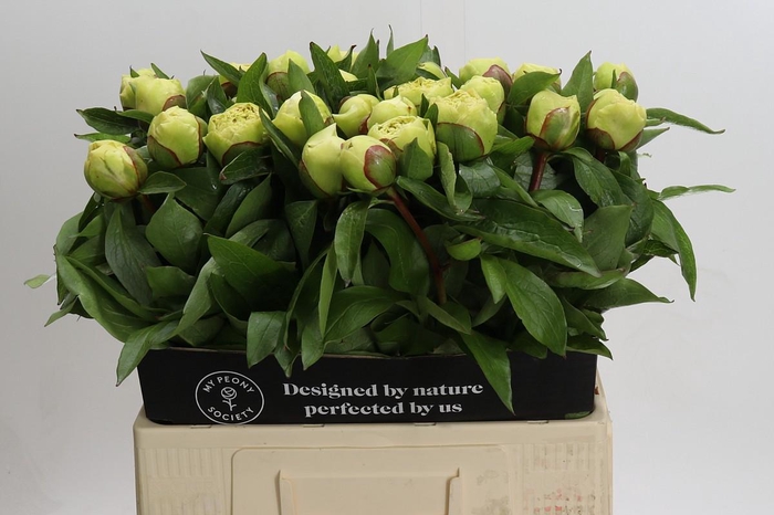 Paeonia Sunny Girl