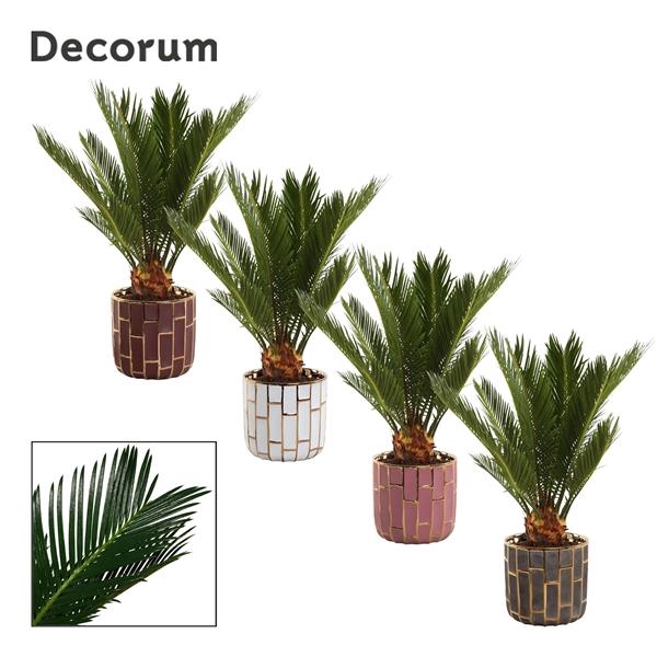 <h4>Cycas revoluta</h4>
