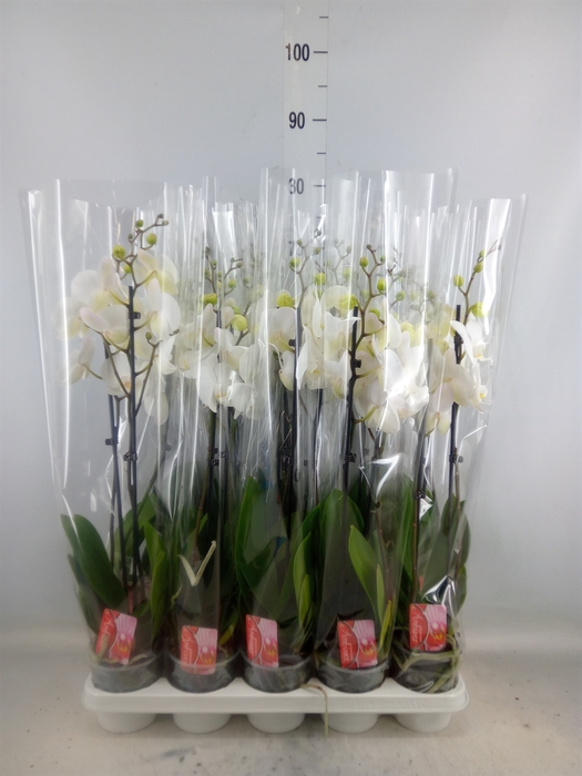 <h4>Phalaenopsis   ...white</h4>