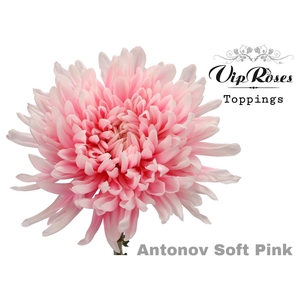 Chr g Antonov Paint Soft Pink