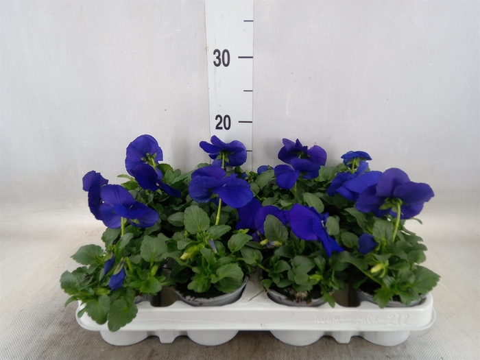 <h4>Viola wr. 'Alpha Blue wBlotch'</h4>