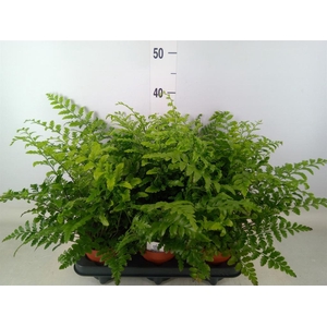 Asplenium  'Parvati'