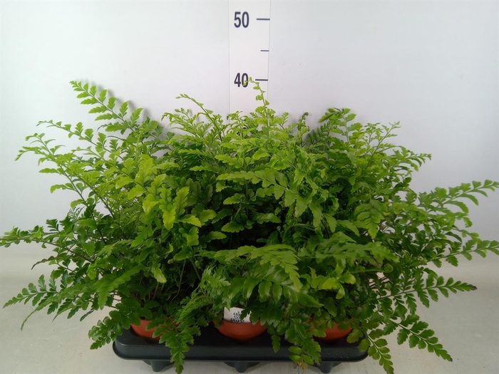 <h4>Asplenium  'Parvati'</h4>