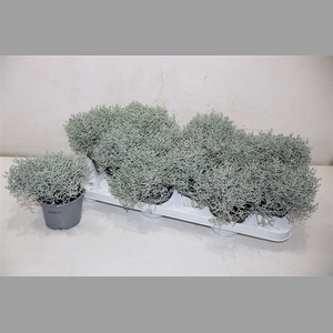 Leucoph Brownii