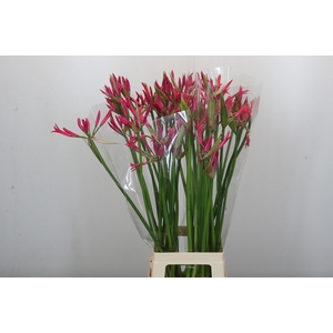 Nerine Pearl of Cherry