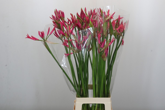 <h4>Nerine Pearl of Cherry</h4>