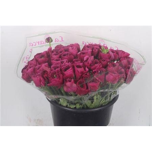 Ran.. Su Cherry Extra