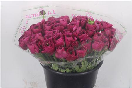 <h4>Ran.. Su Cherry Extra</h4>