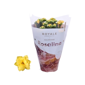 Kalanchoe Rosalina 12cm Royale Amarillo geel