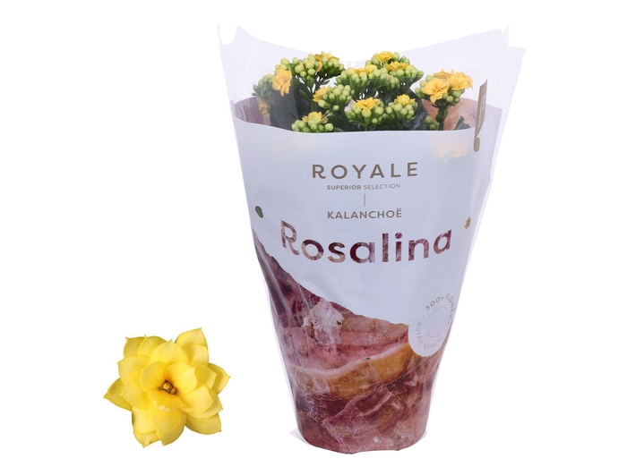 <h4>Kalanchoe Rosalina 12cm Royale Amarillo geel</h4>