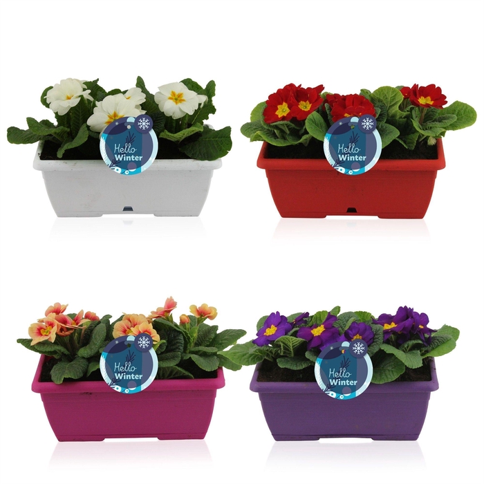 <h4>Primula Acaulis in Gemengd Duobakje</h4>