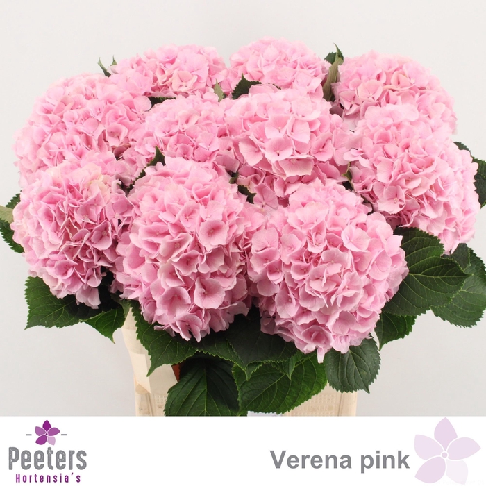 <h4>HYDR M CH VERENA</h4>