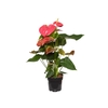 ANTHURIUM CALIFORNIA P17 ROSA PREMIUM