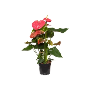 ANTHURIUM CALIFORNIA P17 ROSA PREMIUM