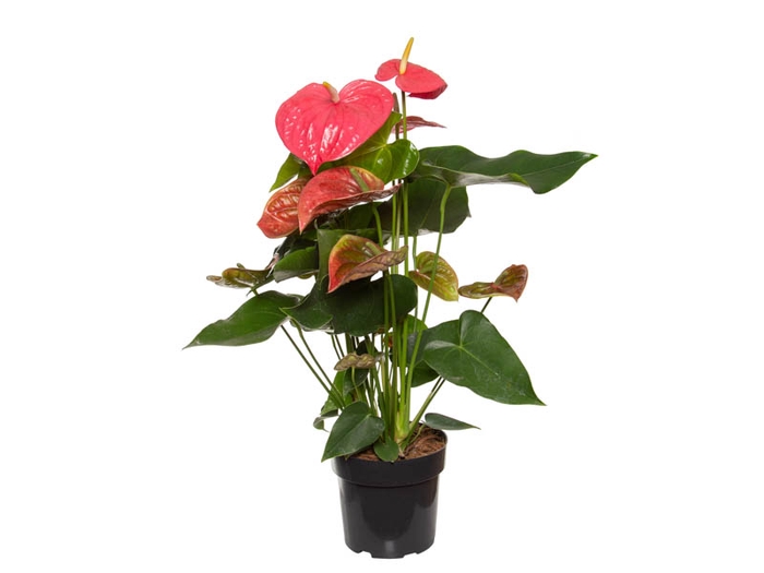 <h4>ANTHURIUM CALIFORNIA P17 ROSA PREMIUM</h4>