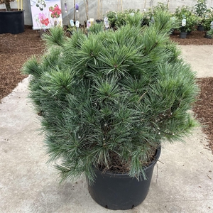 Pinus strobus