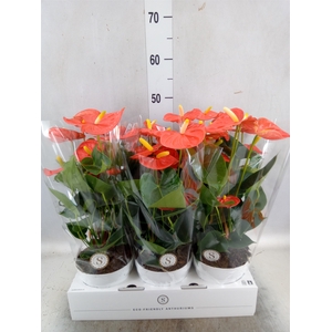 Anthurium andr. 'Orange Champion'