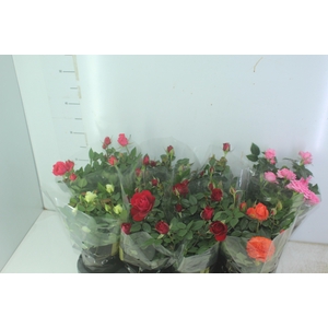 ROSEIRA MINI P13