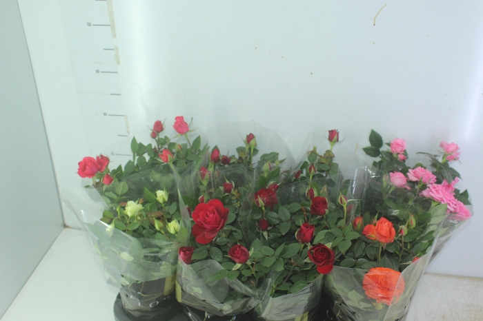 <h4>ROSEIRA MINI P13</h4>