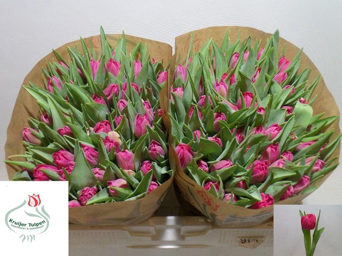 <h4>TU DU COGNAC</h4>