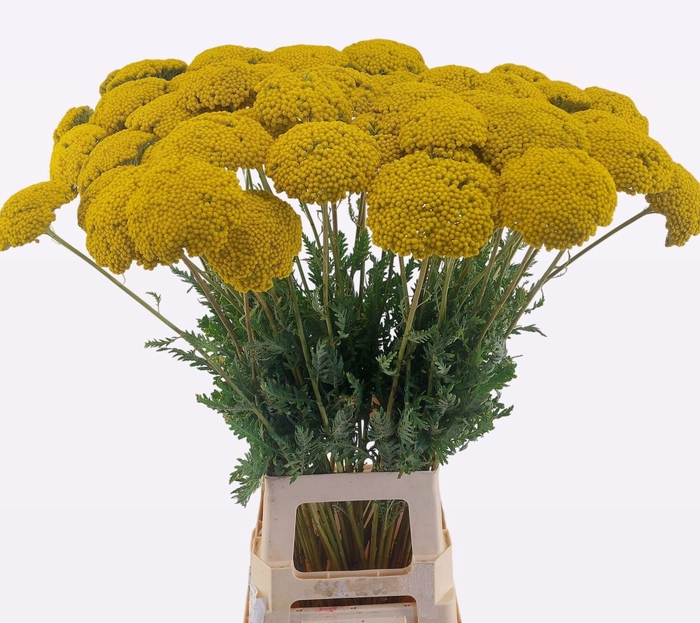 <h4>ACHIL F PARK VARIETY</h4>