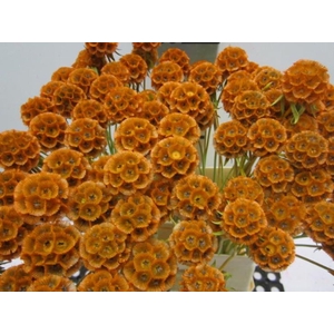 Scabiosa Oranje (gedroogd)