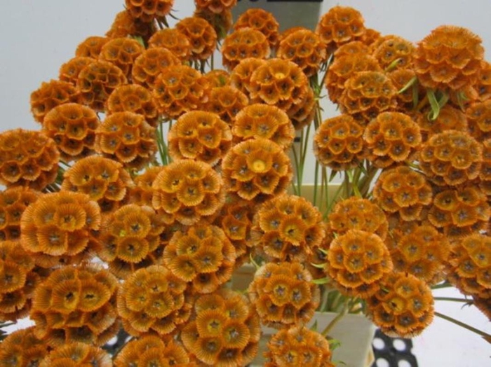 <h4>Scabiosa Oranje (gedroogd)</h4>