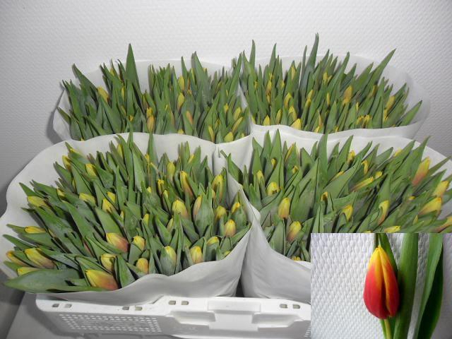 <h4>TU EN JAN SEIGNETTE</h4>