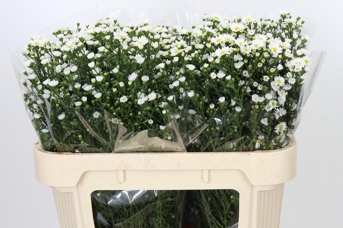 <h4>Aster Paquita</h4>