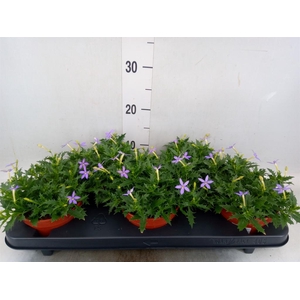 Isotoma axillaris 'Blue Star'