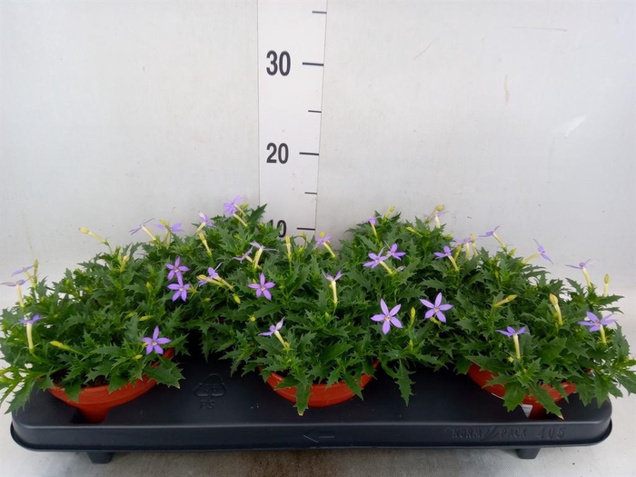 <h4>Isotoma axillaris 'Blue Star'</h4>
