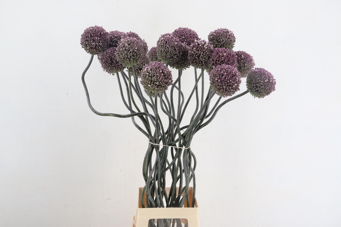 <h4>ALLIUM OV</h4>
