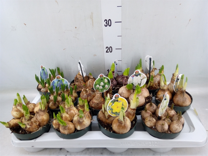 <h4>Flowerbulbs, corns or tubers   ...</h4>