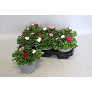Bellis perennis BamBam trio
