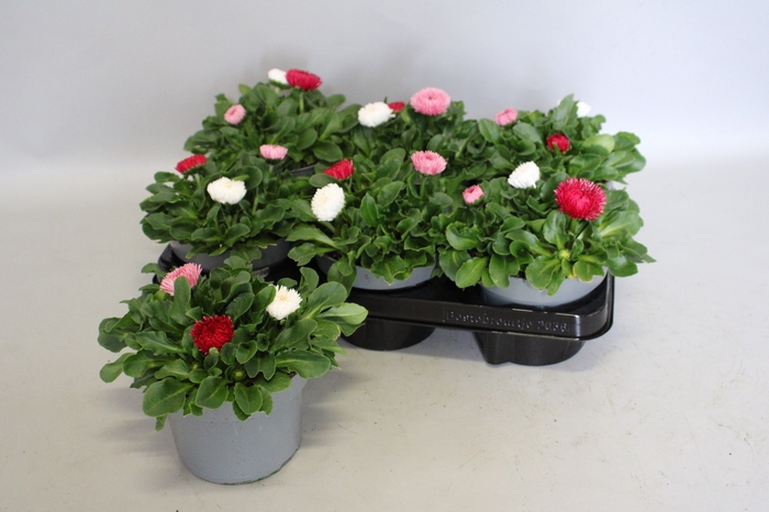 <h4>Bellis perennis BamBam trio</h4>