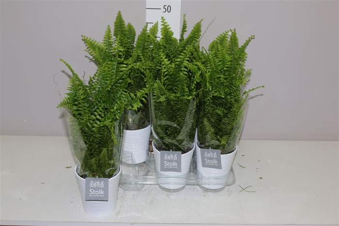 <h4>Nephrolepis Ex Vitale Wit Keramiek</h4>
