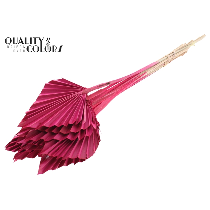 <h4>Palm Spear per stem Cerise</h4>